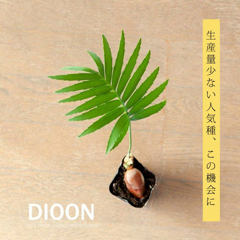 ディオ―ン・スペヌローサムの葉