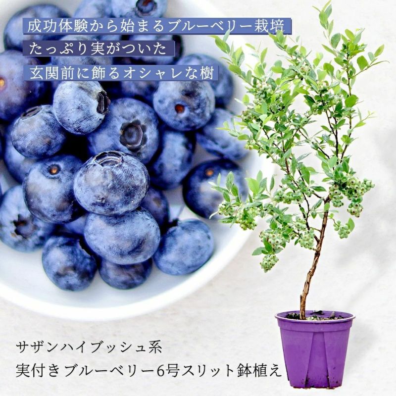 アカシアブルーブッシュ鉢植え｜育て方（幹を太くする剪定）付き