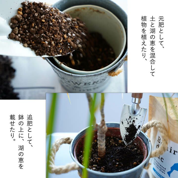 湖の恵｜オリーブ農家も認めた植物を元気にする有機肥料｜e-花屋