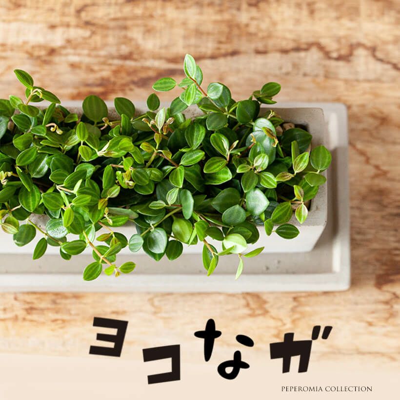 長方形(横長)の鉢にアングラータを植えた写真