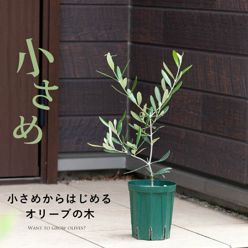 小さめのオリーブの木 玄関や寄せ植えに 育て方付きで初心者も安心