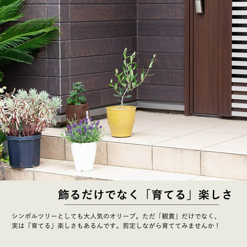 小さめのオリーブの木 玄関や寄せ植えに 育て方付きで初心者も安心