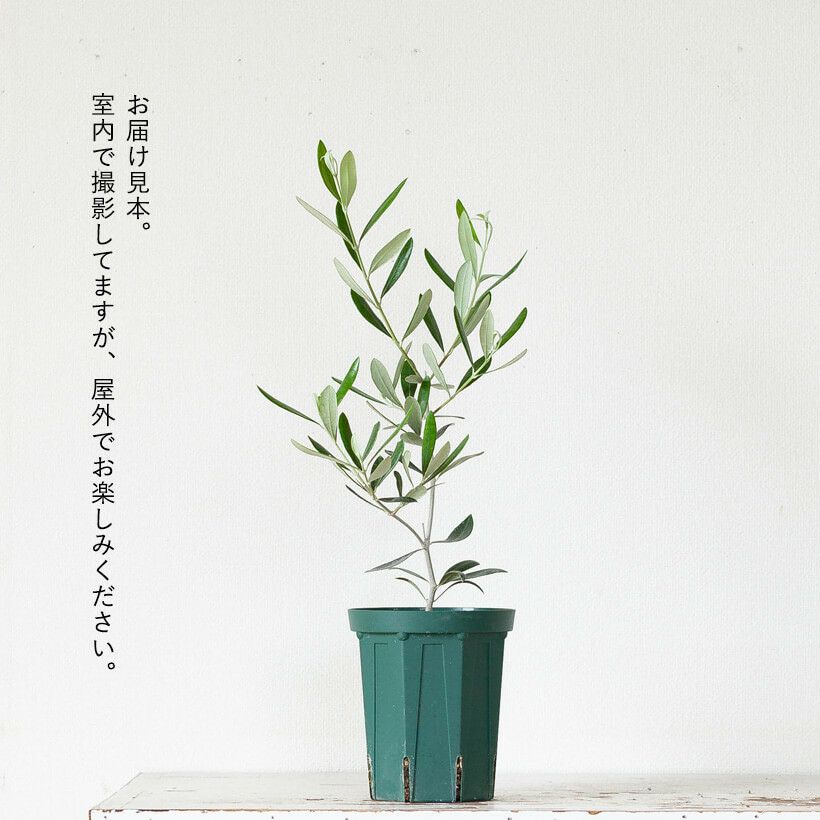 小さめのオリーブの木 玄関や寄せ植えに 育て方付きで初心者も安心