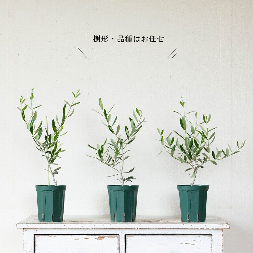 小さめのオリーブの木 玄関や寄せ植えに 育て方付きで初心者も安心