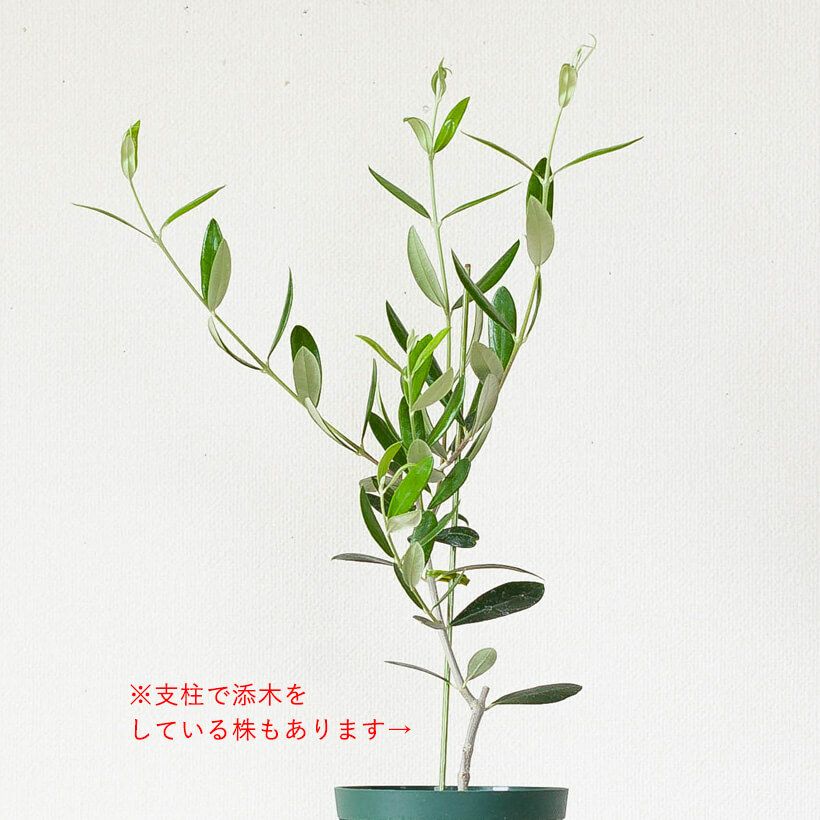 小さめのオリーブの木 玄関や寄せ植えに 育て方付きで初心者も安心