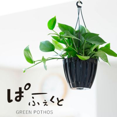 日陰でも育つ観葉植物コーナー｜e-花屋さん
