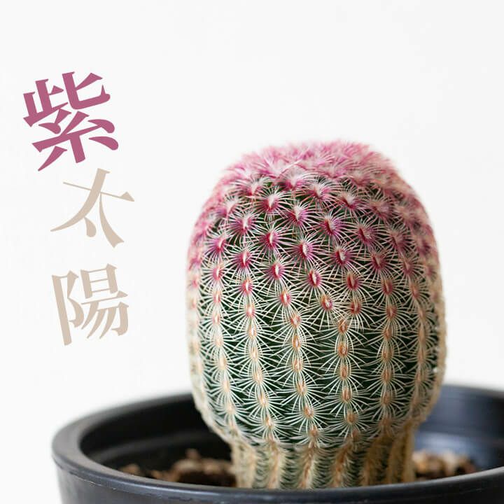 サボテン紫太陽、黄金明星 サボテン：紫太陽（ムラサキタイヨウ） 2.5