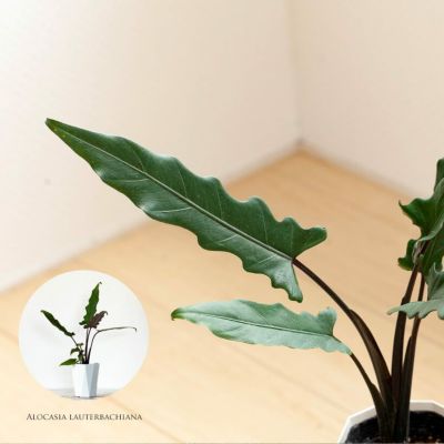 アロカシア(クワズイモ属)図鑑、育て方について|e-花屋さん アロカシア(クワズイモ属)図鑑、育て方について|e-花屋さん