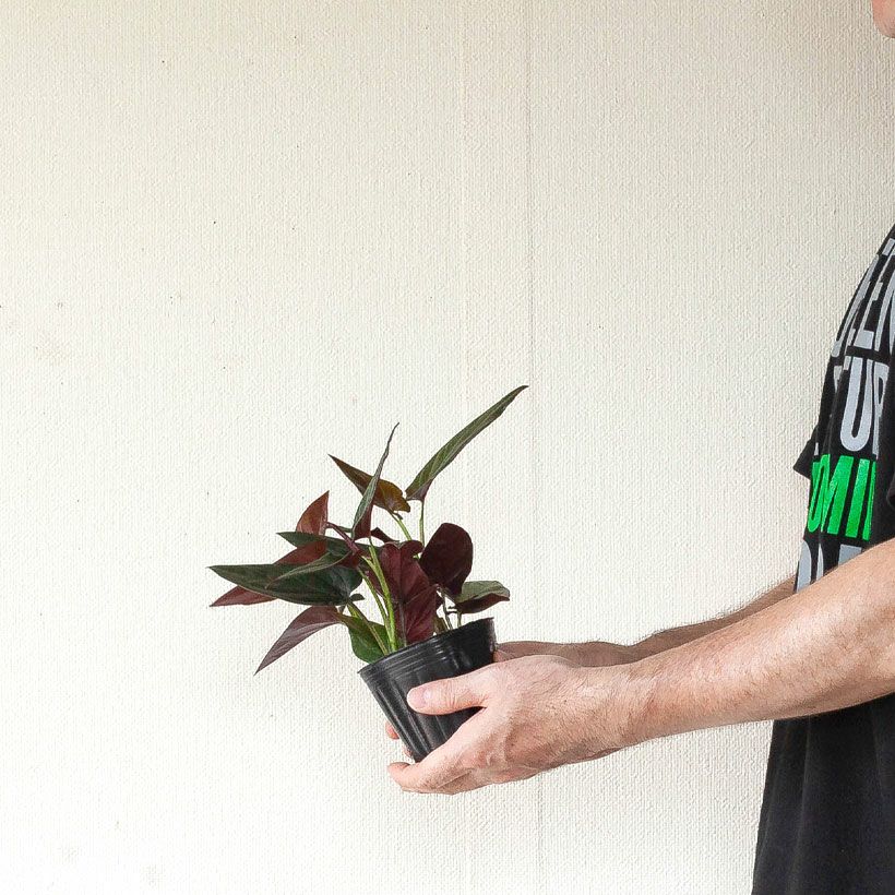シンゴニウムチョコレート育て方付き 花言葉は 喜び E 花屋さん