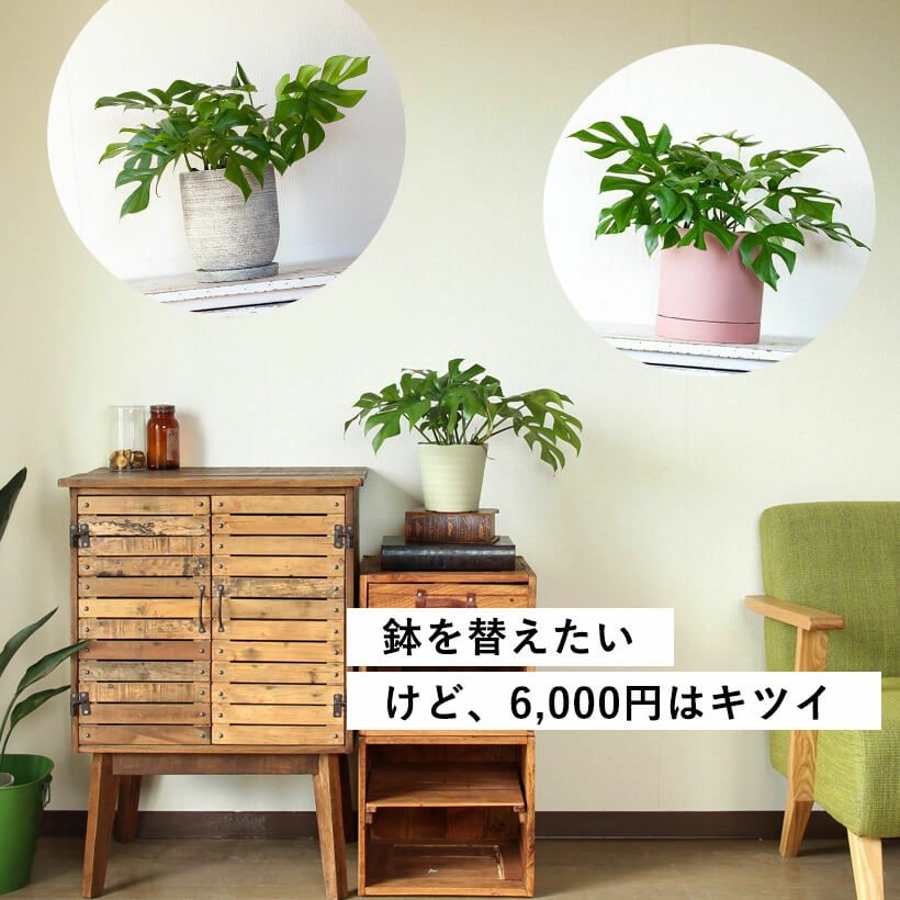 陶器鉢に植え替えると6,000円オーバー