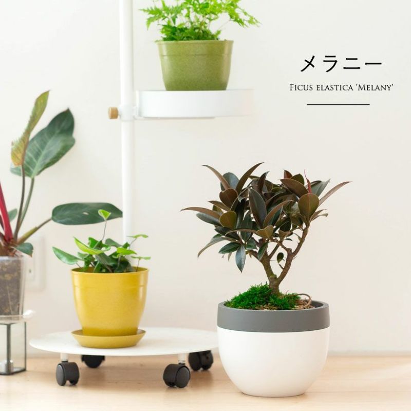 メラニーゴムを植え替え