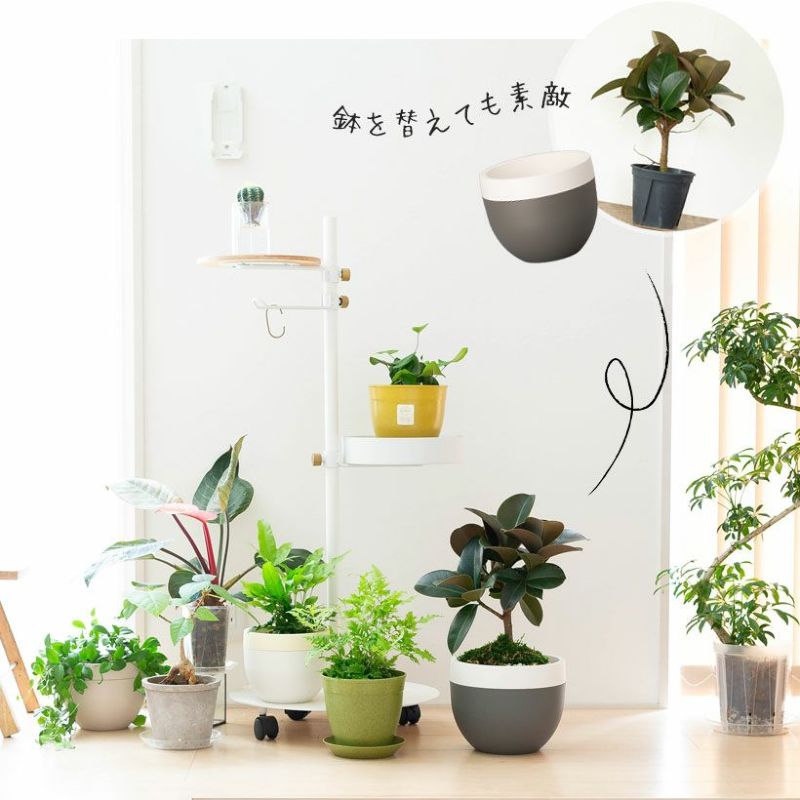 ソフィアの鉢を替えたイメージ