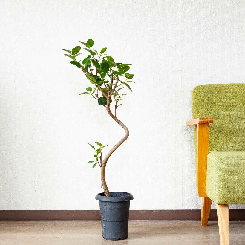 ゴムの木おすすめ8品種!育て方・飾り方例も掲載|e-花屋さん