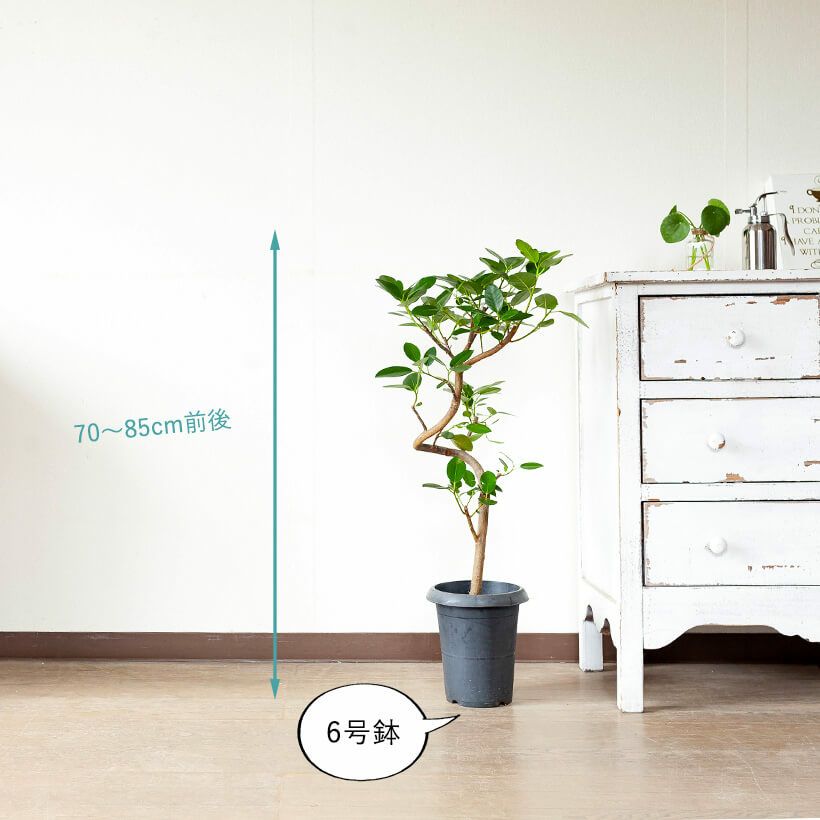 【現品】フランスゴム　曲がり　6号　黒鉢　（20） 現品】フランスゴム 曲がり 6号 黒鉢 （20） 楽天市場】【現品