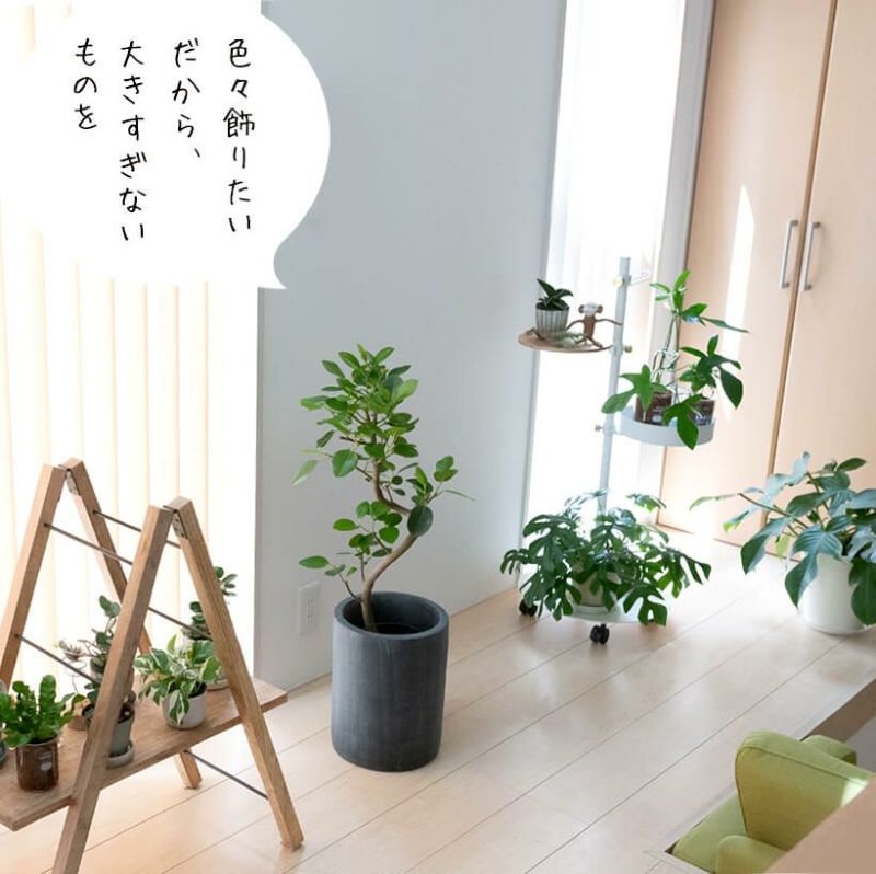 フランスゴム　リビングサイズ　no56 高さ130ｃｍ フランスゴム幹曲がり同梱不可商品です | [公式]e-花屋さん