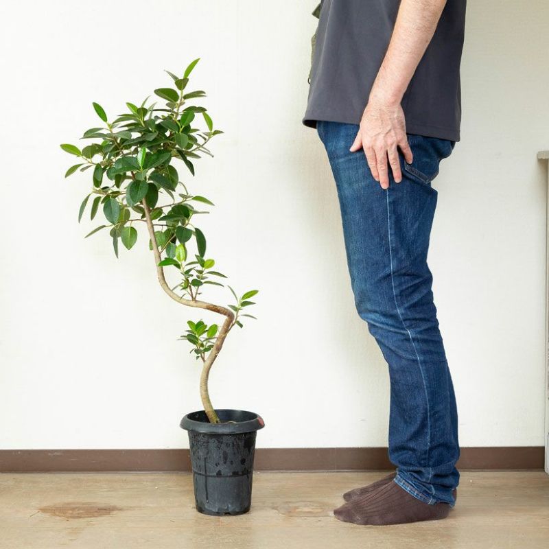 フランスゴム幹曲がり同梱不可商品です | [公式]e-花屋さん