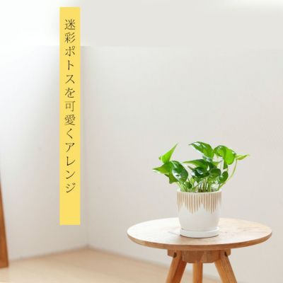 迷彩ポトス『グローバルグリーン』を、カワイイ鉢で。