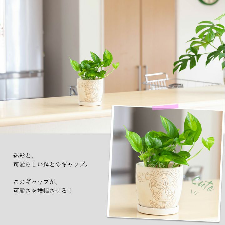 成長速度がほどよく、おすすめ！ポトスグローバルグリーン｜e-花屋