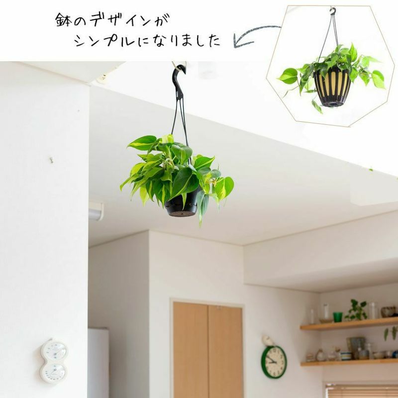 フィロデンドロン・ブラジル(オキシカルジウム)育て方付き|e花屋 フィロデンドロン・ブラジル(オキシカルジウム)育て方付き|e花屋