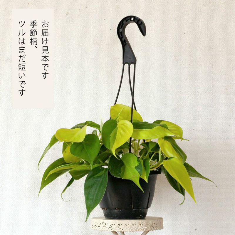 珍しい仕立てです✨フィロデンドロン✨オキシカルジウム✨ブラジル　タワー　5本立ち フィロデンドロン・ブラジル（オキシカルジウム）育て方付き｜e花屋