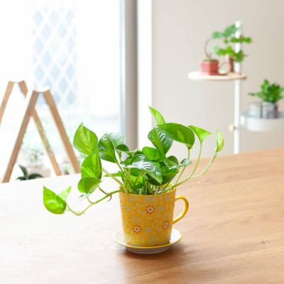 北欧風のマグカップ陶器に、ポトスグローバルグリーンを植えて。