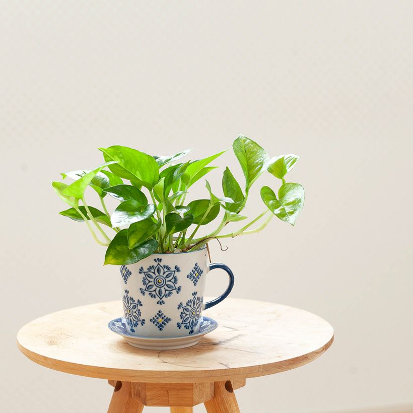 成長の速度がほどよい、ポトスグローバルグリーンを陶器カップで｜e-花屋