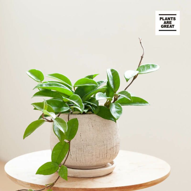 ホヤの可愛い鉢植え 観葉植物は風水goodアイテム E 花屋さん ホヤの可愛い鉢植え 観葉植物は風水goodアイテム E 花屋さん