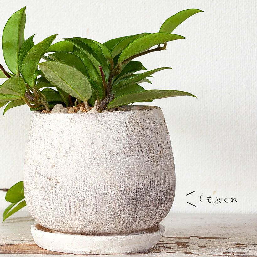 ホヤの可愛い鉢植え：観葉植物は風水goodアイテム｜e-花屋さん