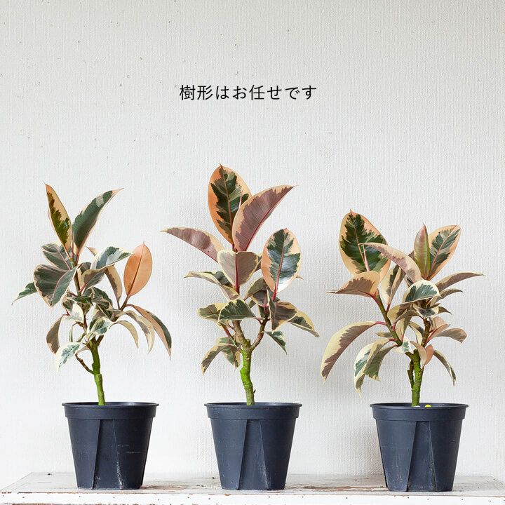 フィカスティネケ（育て方付き）迷彩柄の斑模様が美しいゴムの木