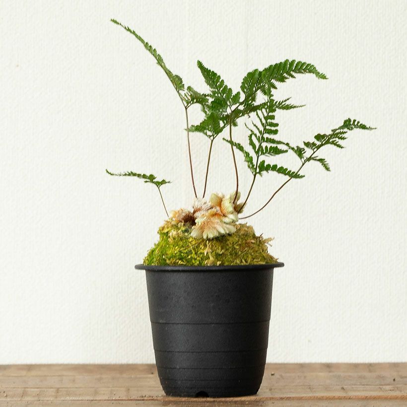 トキワシノブ（石化） シダの鉢植え 大株 山野草 石化トキワシノブ