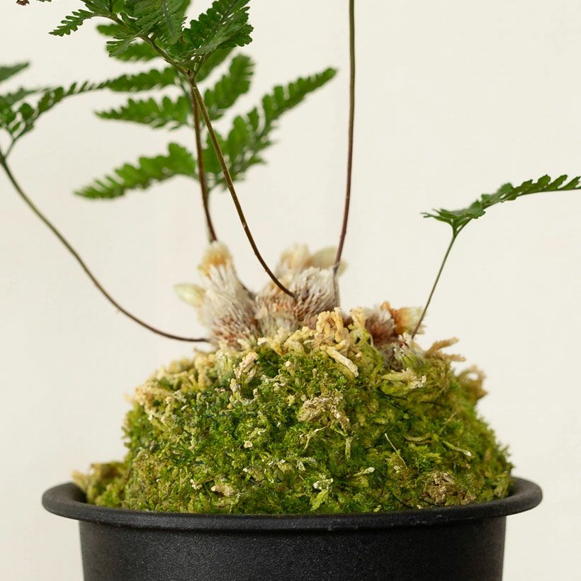 石化トキワシノブ（猫の手）変異で成長点が複数に｜育て方付き