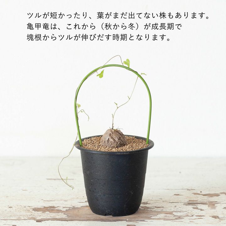 亀甲竜E キッコウリュウ（亀甲竜）育て方付き｜e-花屋さん