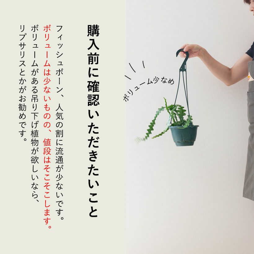 1. フィッシュボーンカクタス 観葉植物 吊り下げ calm cafe フィッシュ