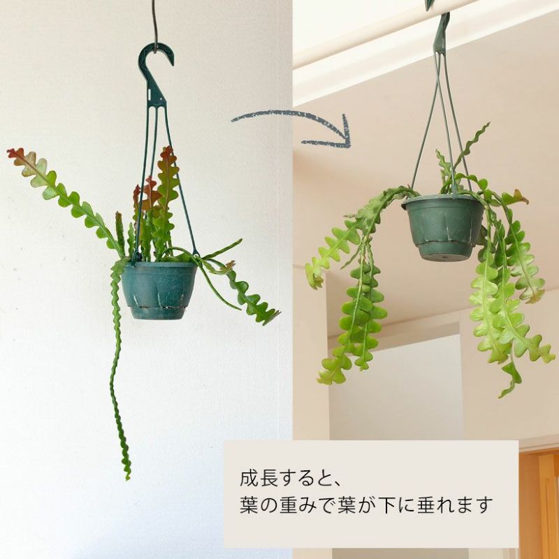 フィッシュボーンカクタス（ジグザグサボテン）の通販｜e-花屋さん