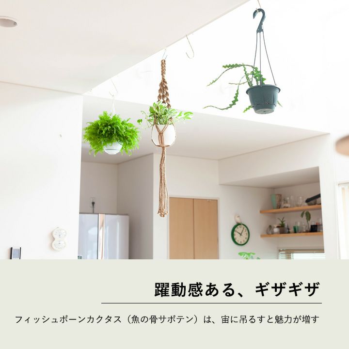 フィッシュボーンカクタス（ジグザグサボテン）の通販｜e-花屋さん