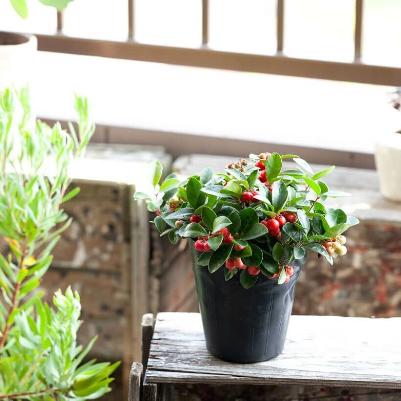 チェッカーベリー 花言葉は 明日の幸福 E 花屋さん