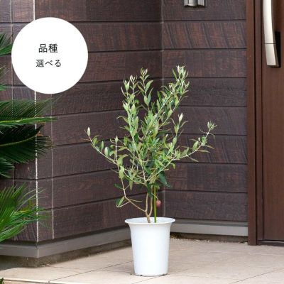 現品発送 植え替え不要 太いオリーブの木 選べる品種 シンボルツリー 庭木 植木 常緑樹 常緑高木 鉢植え 実のなるサイズ 送料無料 ぐりーんぐりーん ぐりーんぐりーん現品発送 10号鉢 太いオリーブの木 庭木 植木 常緑樹 常緑高木 Ellinghamhouse Co Uk