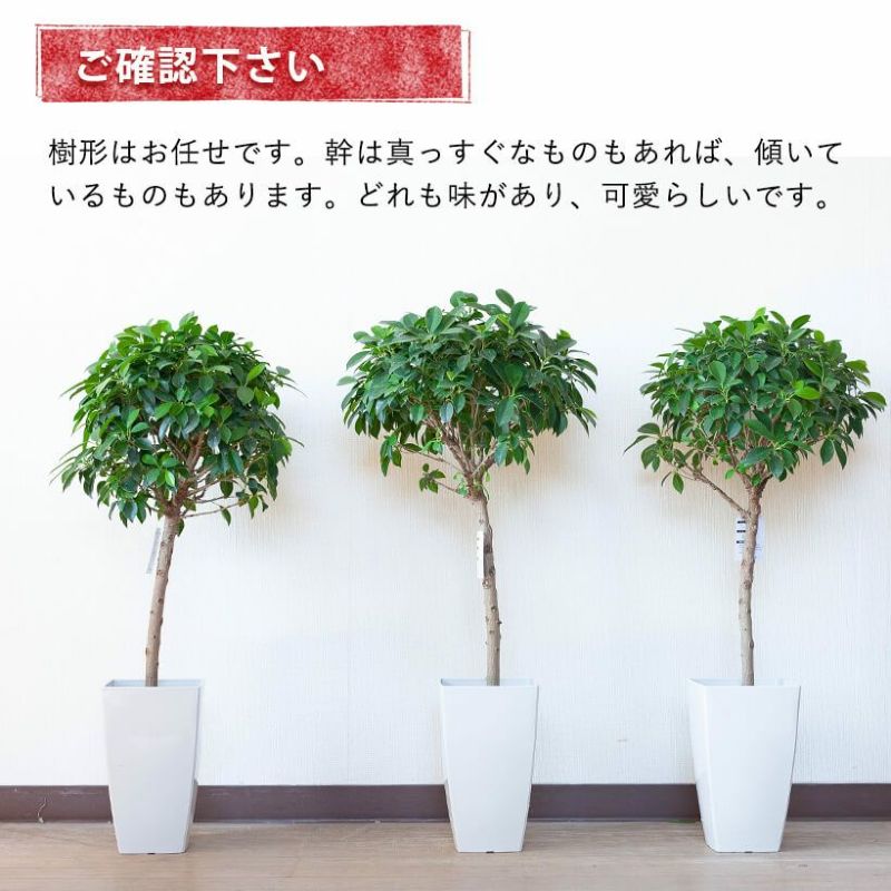 フィカス・ナナ育て方付き|ガジュマル似の丈夫な人気種!e-花屋 フィカス・ナナ育て方付き|ガジュマル似の丈夫な人気種!e-花屋