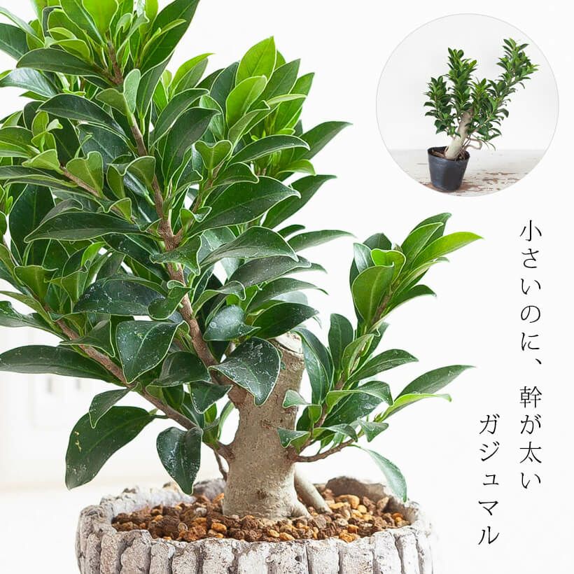 ガジュマルの種類豊富 実生 接ぎ木 人参 パンダ タイワン