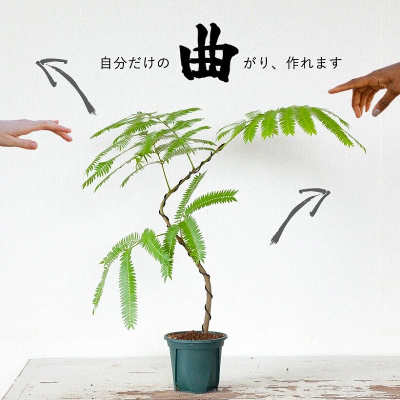 観葉植物エバーフレッシュ｜曲げ方自由、盆栽風仕立て｜e花屋