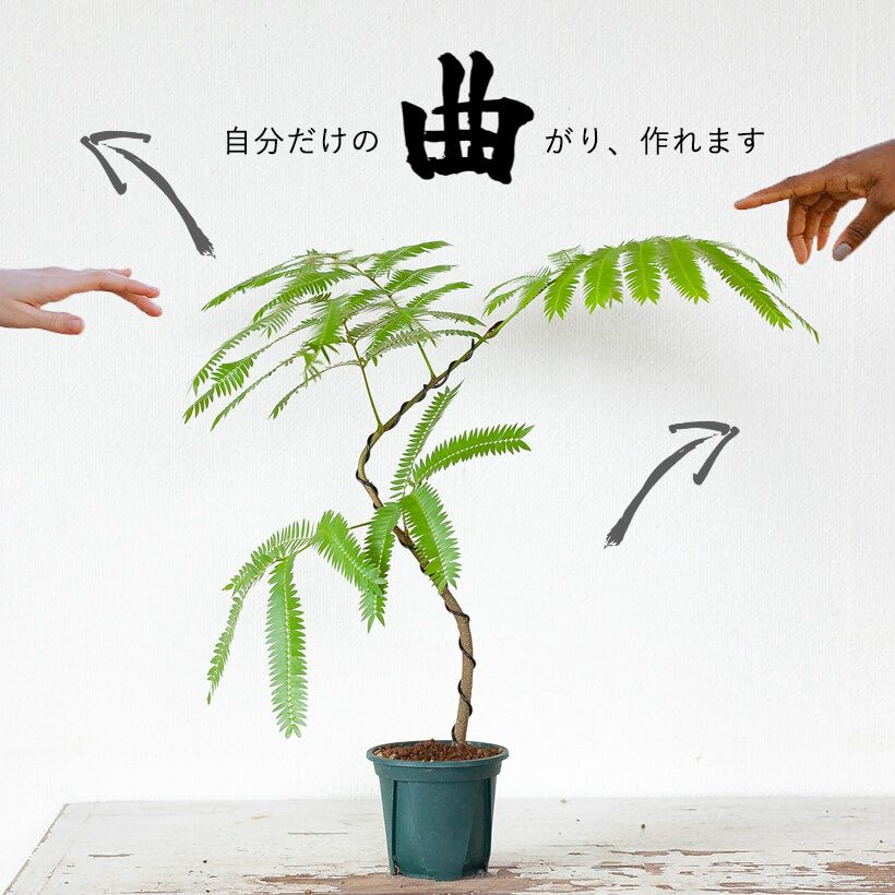 エバーフレッシュ 曲がり - 植物/観葉植物