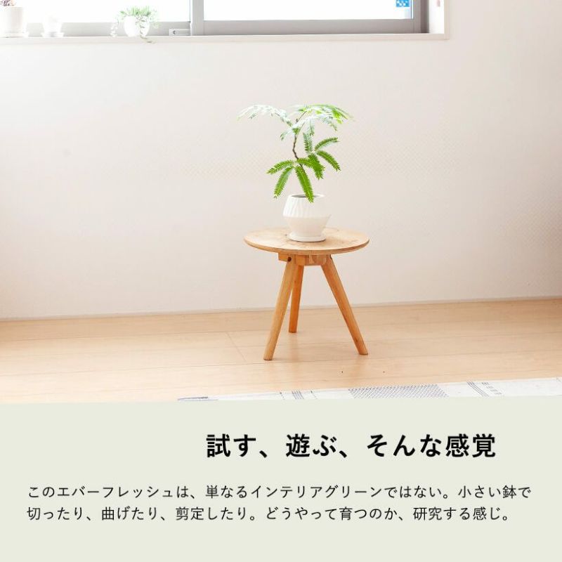 観葉植物エバーフレッシュ|曲げ方自由、盆栽風仕立て|e花屋 観葉植物エバーフレッシュ|曲げ方自由、盆栽風仕立て|e花屋