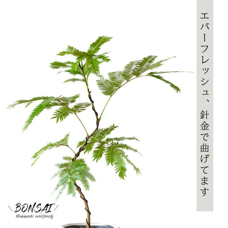 観葉植物エバーフレッシュ｜曲げ方自由、盆栽風仕立て｜e花屋