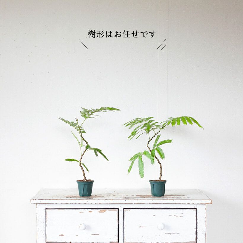 観葉植物エバーフレッシュ｜曲げ方自由、盆栽風仕立て｜e花屋
