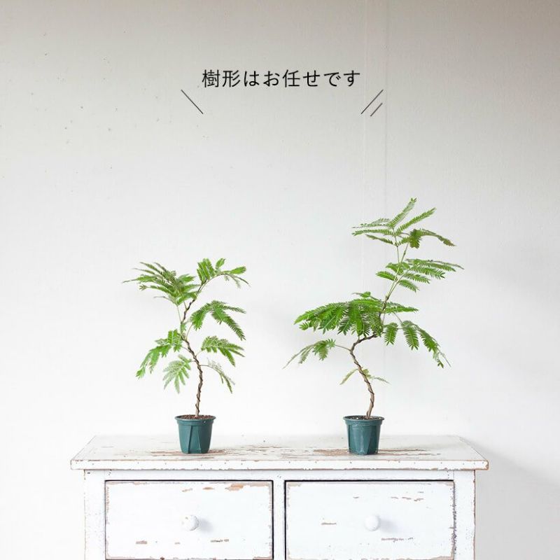 観葉植物エバーフレッシュ｜曲げ方自由、盆栽風仕立て｜e花屋
