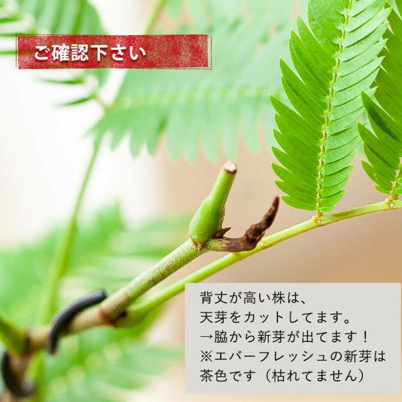 観葉植物エバーフレッシュ|曲げ方自由、盆栽風仕立て|e花屋 観葉植物エバーフレッシュ|曲げ方自由、盆栽風仕立て|e花屋