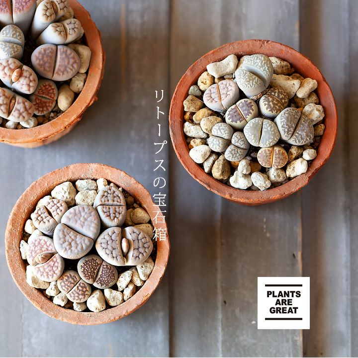 リトープス育て方付き 脱皮する面白い多肉植物 E 花屋さん