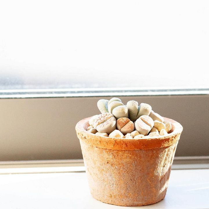 リトープス育て方付き！脱皮する面白い多肉植物｜e-花屋さん