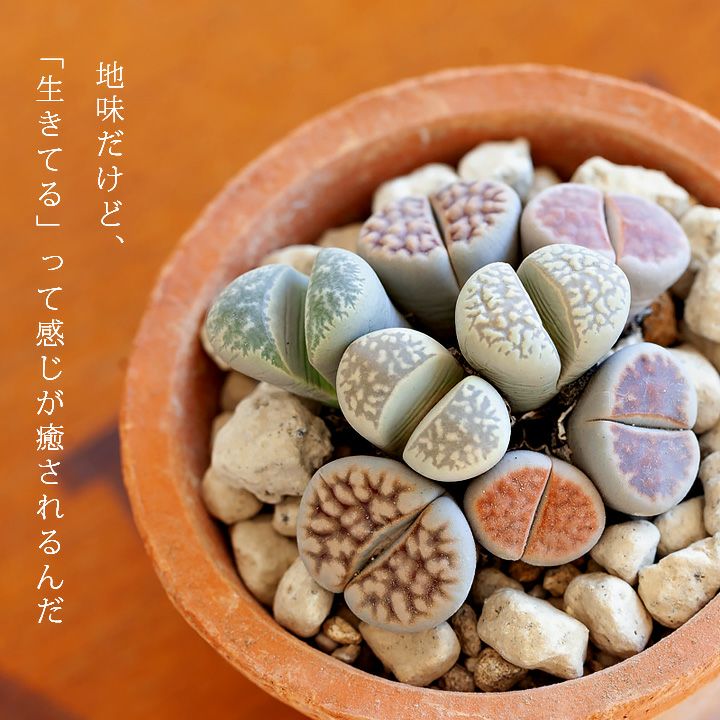 リトープス育て方付き！脱皮する面白い多肉植物｜e-花屋さん