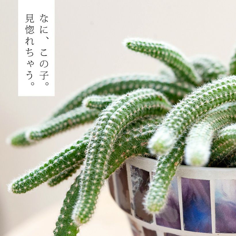 ビャクダン(白檀)サボテン育て方付き|e-花屋さん